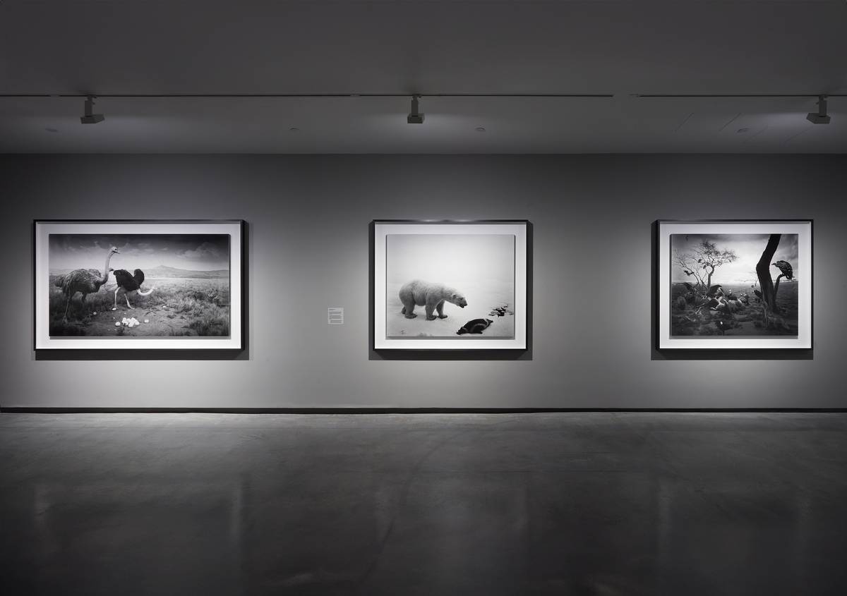 An art gallery with three large framed photos on a gray wall